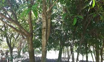 Imagem 2: Sitio 17 Hectares Aceito Permuta em Passa Tempo MG