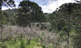 Imagem 6: Ampla Área de Terreno à Venda na Região de Descansópolis - Campos do Jordão/SP