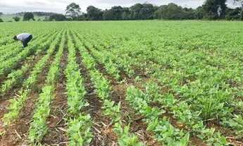 Imagem: Fazenda município de itaberai 25/5 alqueires