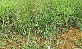 Imagem 4: Vendo em Ponte Alta DF Quase 600 metros de lote