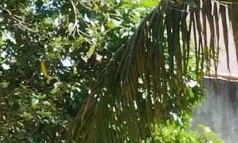 Imagem 4: Terreno localizado em Araruama/bananeiras