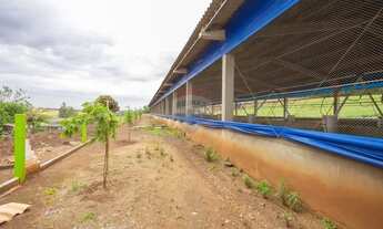 Imagem 11: Granja de Suínos Terminação