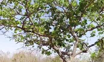 Imagem 2: Ótimo terreno plano com pés de pequi