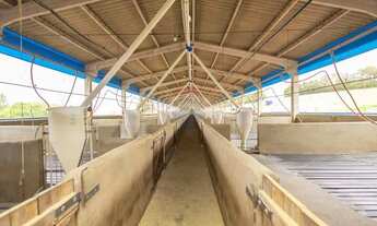 Imagem: Granja de Suínos Terminação