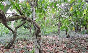 Imagem 5: Vendo fazenda, excelente para plantar café ou eucalípto