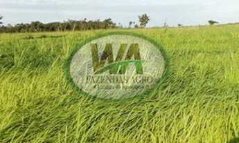 Imagem 4: Fazenda localizada entre Lagoa da confusão e Cristalândia-TO