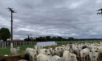 Imagem 7: FAZENDA Fazenda / sítio com venda por R$2.500.000
