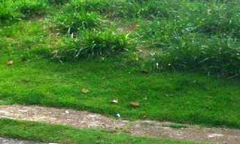 Imagem: Terreno à venda, 250 m² - Palm Hills