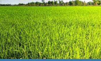 Imagem: Terrenos/lotes