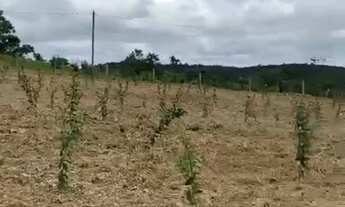 Imagem 6: Linda Chácara 82.340 m2 Municipio Vianopolis -GO