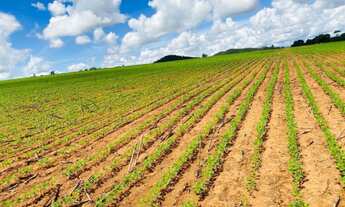 Imagem 2: Excelente Fazenda - Anápolis (GO