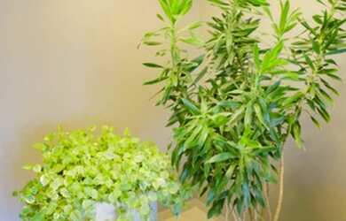 Imagem 10: Apartamento à venda, Nações, Balneario Camboriu, Santa Catarina