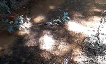 Imagem 7: Chácara 2.500m² em Betim, nascente, córrego e lagoa. OPORTUNIDADE!