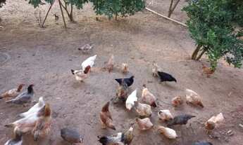 Imagem 5: Vendo Chácara em Campo Largo - Paraná