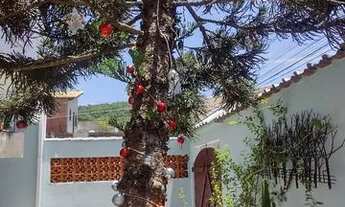 Imagem 3: Amendoeiras Temporada