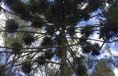 Imagem 6: SÍTIO NO SUL DE MINAS GERAIS