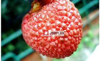 Imagem 6: Fazenda com 2 dormitórios à venda, 480000 m² por R$ 2.350.000,00 - Santo Antonio - Carmo/R