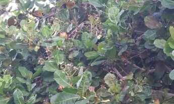 Imagem 2: Casa com 3 dormitórios para alugar, 600 m² por R$ 5.800,00/mês - Barra do Jacuípe - Camaça