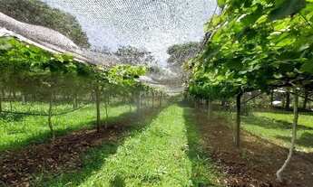 Imagem 7: Imóvel com 3 quartos no Picada 48 Alta, Ivoti