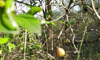 Imagem 3: 3 tarefas em PAU SECO - HUMILDES