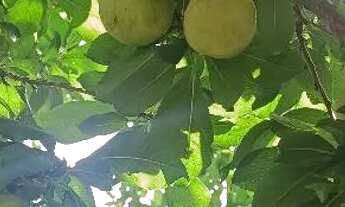 Imagem 3: Vendo ou troco no cotia