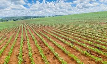 Imagem 1: Excelente Fazenda - Anápolis (GO