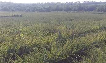 Imagem 6: Fazenda Rio Claro