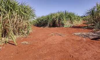 Imagem 4: Fazenda em Mococa-SP - 100 alqueires - Cana e Pasto