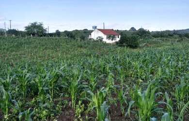 Imagem 4: Vende-se Sítio em vajarda de cima município de Passira PE
