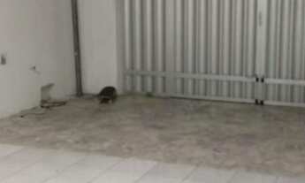 Imagem 2: Aracaju - Casa Padrão - Suíssa