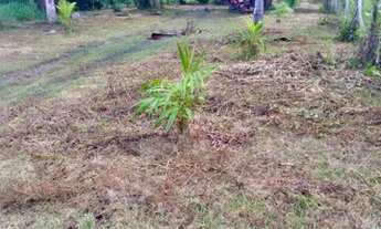 Imagem 3: Vendo propriedade rural