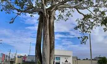 Imagem: Bouganville - Repasse Lote Comercial