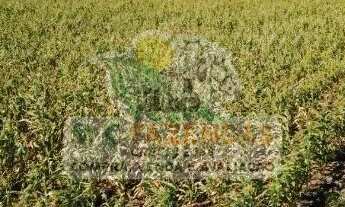 Imagem 3: Fazenda à Venda em Jeremoabo - BA | 1.424 Hectares