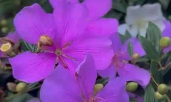 Imagem 2: Fazenda em região privilegiada! Verde, nascentes, lago, benfeitorias e muito mais! Aprovei