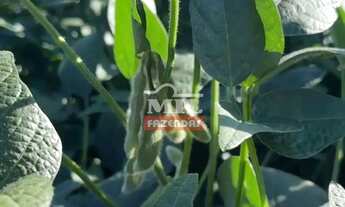 Imagem 6: Fazenda 38 Alqueires (183,08 Hectares) Rio Verde - Go