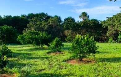 Imagem 7: Fazenda super barata no Maranhão