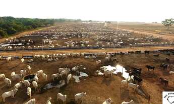 Imagem 7: Fazenda com Dívida no TO. 6.372.24 hectares 360 milhões. 320 com divida