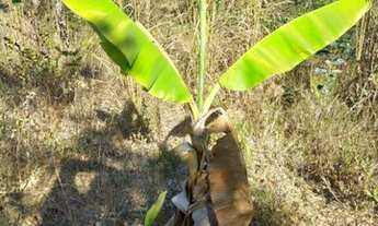 Imagem 5: Chácara Chácara com venda por R$35.000