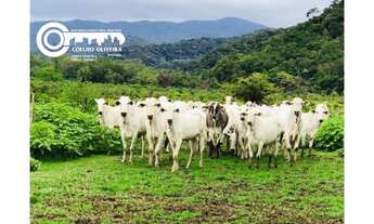 Imagem 6: Sitio a venda em Miracatu SP
