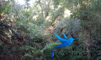 Imagem 4: Terreno para moradia ou mini chácara medindo 1.651,74m²