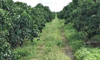 Imagem 7: Sítio de Laranja 77 Tarefas