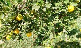 Imagem 5: Casa em Condomínio para Venda em Marília, Parque dos Sabiás II (Padre Nóbrega), 3 dormitór