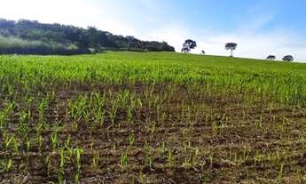 Imagem 6: Fazenda/Sítio/Chácara para venda tem 241000 metros quadrados em Zona Rural - Cristianópoli