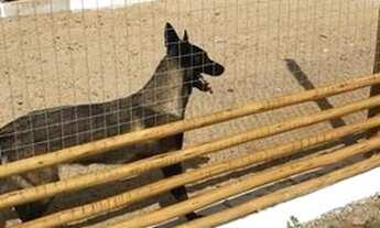 Imagem 3: Ótima Fazenda top com 98 hectares na região de São Paulo do Potengi