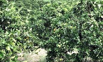 Imagem 2: Sítio de Laranja 77 Tarefas