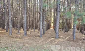 Imagem 5: Sítio - Condomínio Jardim das Palmeiras - Bragança Paulista