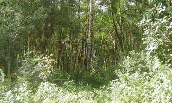 Imagem 2: Terreno à venda, 5000 m² por R$ 250.000,00 - Palmitalzinho - Quatro Barras/PR