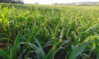 Imagem 3: Fazenda/Sítio/Chácara para venda tem 241000 metros quadrados em Zona Rural - Cristianópoli