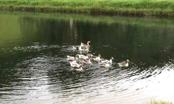 Imagem 5: Fazenda Excelente - Goianésia(GO