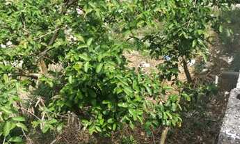 Imagem 5: TERRENO COM DUAS CASAS UM GRANDE QUINTAL!!